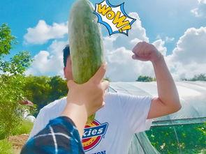 小网红吃瓜,揭秘娱乐圈幕后真相